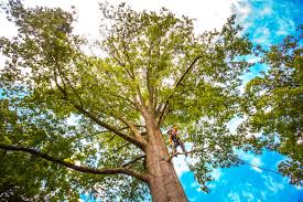 Best Hazardous Tree Removal  in Clinton, MS