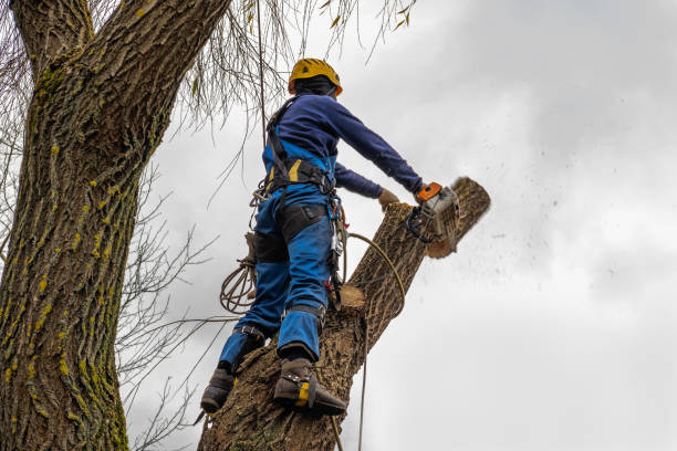 Best Tree Mulching  in Clinton, MS