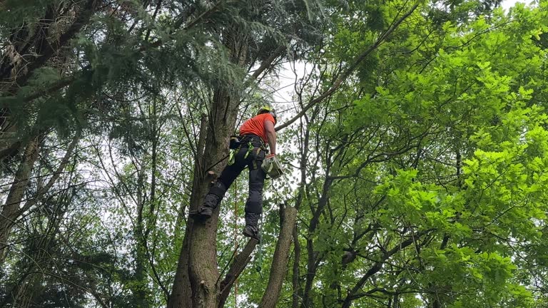 Leaf Removal in Clinton, MS