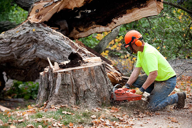 Mulching Services in Clinton, MS