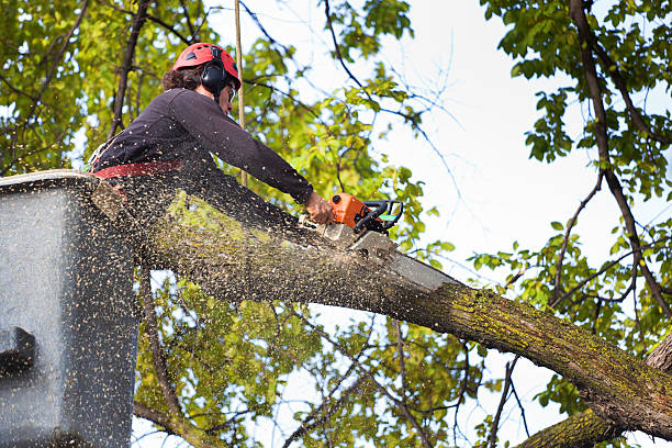 Best Tree Cabling and Bracing  in Clinton, MS